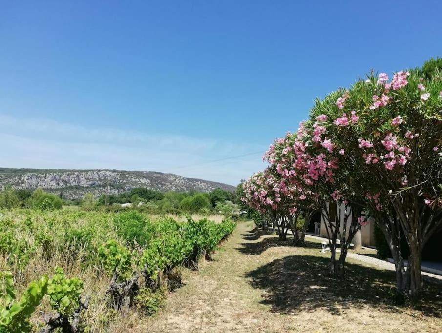 Maison A Louer En Ardeche Du Sud Saint-Martin-dʼArdèche Esterno foto